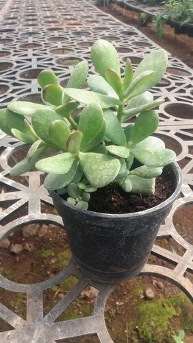Seeds Crassula Plant.Crassula Jade Plant – Lucky Succulent Indoor Plant for Home & Office Decor