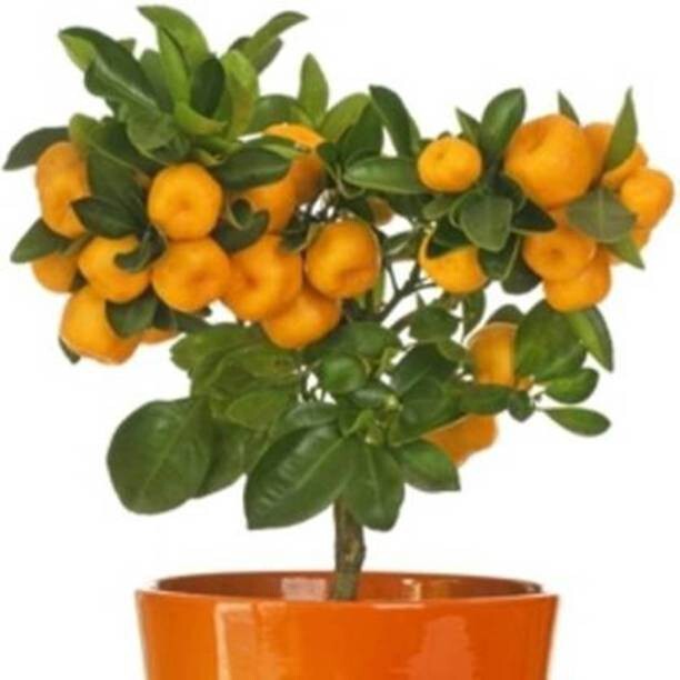 Seeds Orange Plant.Orange Fruit Plant Seeds – Sweet Citrus Orange Tree for Home Garden & Terrace Growing