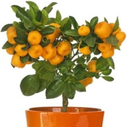Seeds Orange Plant.Orange Fruit Plant Seeds – Sweet Citrus Orange Tree for Home Garden & Terrace Growing
