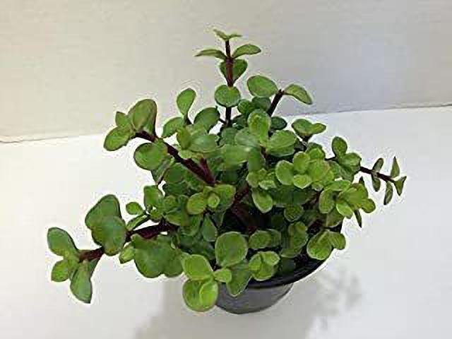 Seeds Greenway Nursery-Lucky Jade/Good Luck Feng Shui Live PlantLucky Jade Plant (Good Luck Feng Shui) Live Plant – Prosperity Succulent for Home & Office Decor.