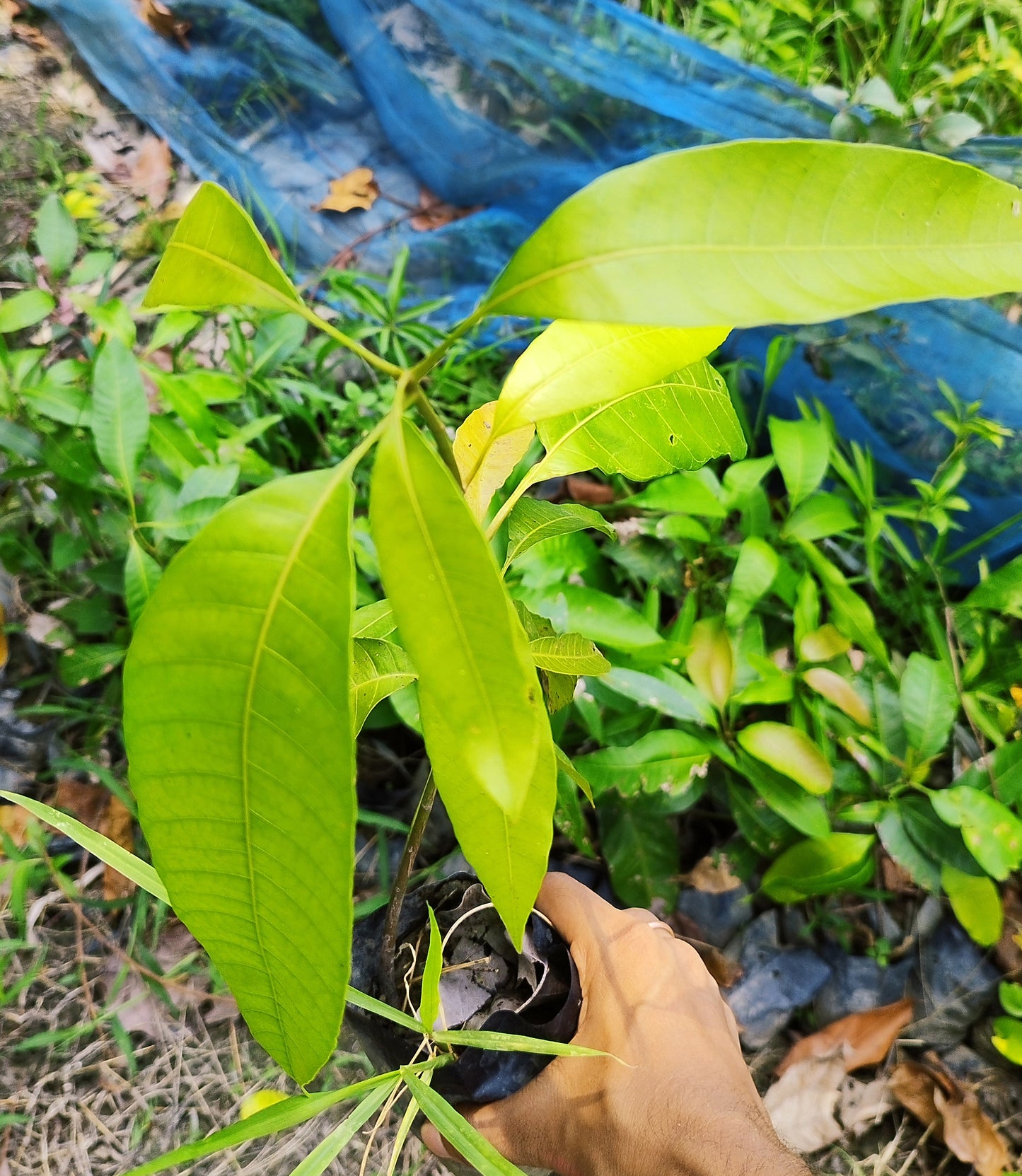 Seeds Hybrid Thai Banana Shaped Mango Grafted Live Plant.Hybrid Thai Banana Shaped Mango Grafted Plant – Unique Sweet Mango Tree for Home Garden & Terrace Growing