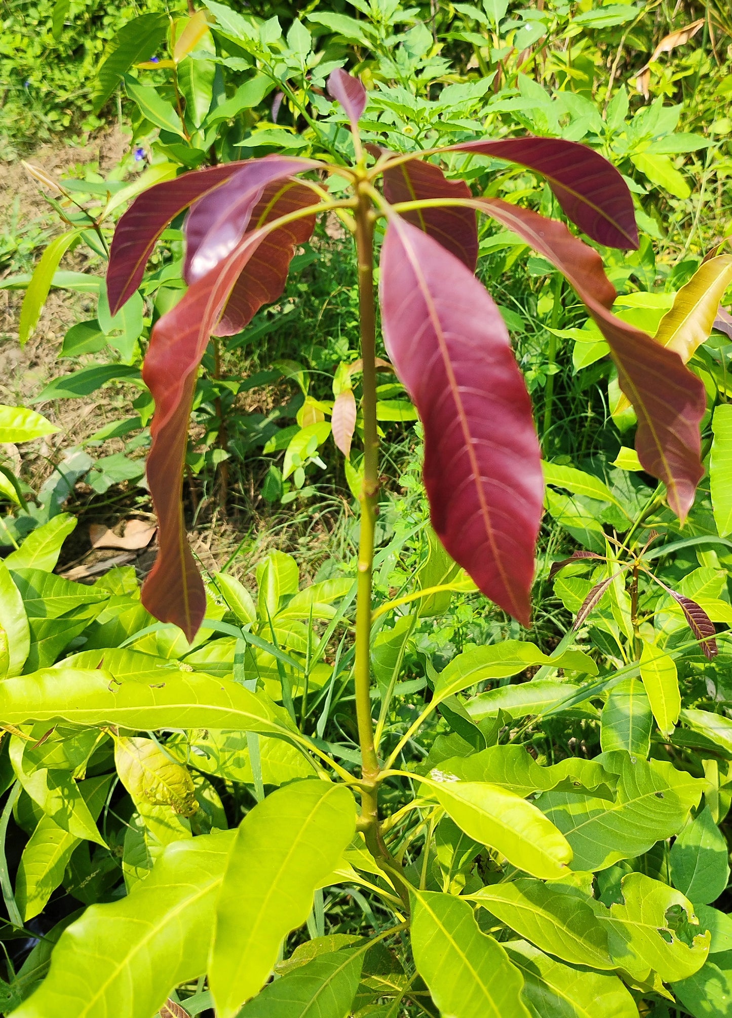 Seeds Alphonso Langda Chousa.Alphonso, Langra & Chausa Mango Plants – Premium Grafted Mango Varieties for Home Garden & Farm Growing