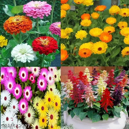 Mixed flower seeds