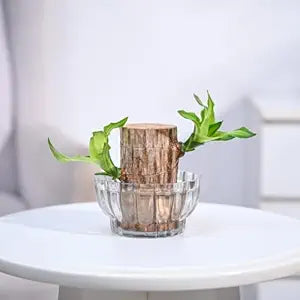 Green Lucky Brazil Wood Potted Plant (pack of 2).Lucky Brazil Wood Potted Plants (Pack of 2) – Feng Shui Good Luck Indoor Plants for Home & Office