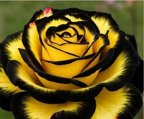 Eclipse Rose Seeds Pack of 1.Eclipse Rose Seeds (Pack of 1) – Exotic Blooming Rose Seeds for Home Garden & Decorative Landscaping