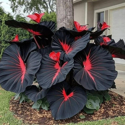 Black Hosta Seeds + Plant Growth Serum Free.Black Hosta Seeds with Free Plant Growth Serum – Ornamental Shade Garden Plant
