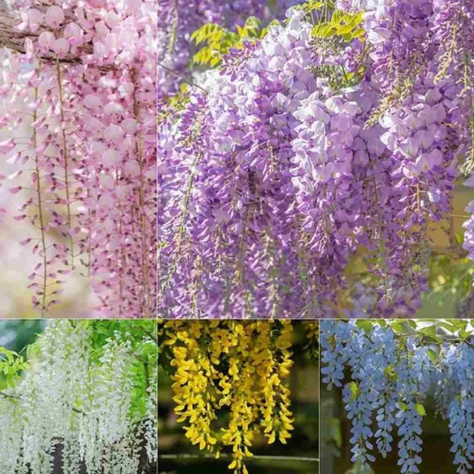The Garden’s Cascading Beauty All Year Round.The Garden’s Cascading Beauty All Year Round – Decorative Flowering Plants for Continuous Garden Elegance