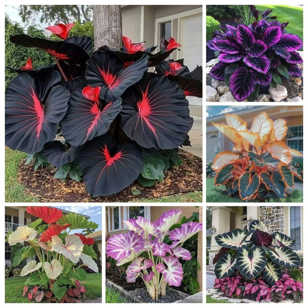 Black Hosta Seeds + Plant Growth Serum Free.Black Hosta Seeds with Free Plant Growth Serum – Ornamental Shade Garden Plant