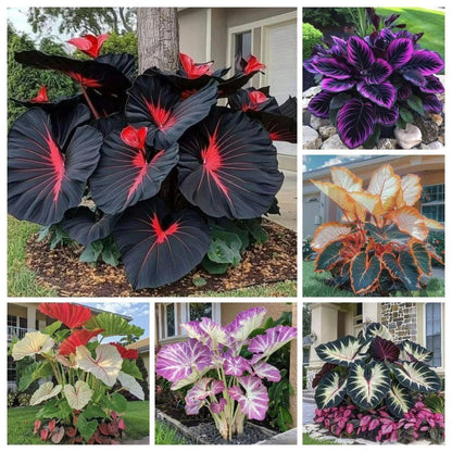 Black Hosta Seeds + Plant Growth Serum Free.Black Hosta Seeds with Free Plant Growth Serum – Ornamental Shade Garden Plant