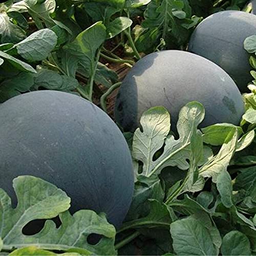 Golden Hills Farm Hybrid Watermelon Fruit Seeds – High Yield Sweet & Juicy Summer Fruit Seeds for Home Garden & Farm Growing