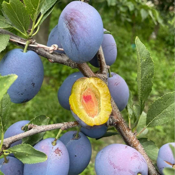 Blue Honey Goddess Plum Seeds – Sweet & Delicious Hybrid Fruit Plant Seeds for Home Garden, Terrace & Farm Growing