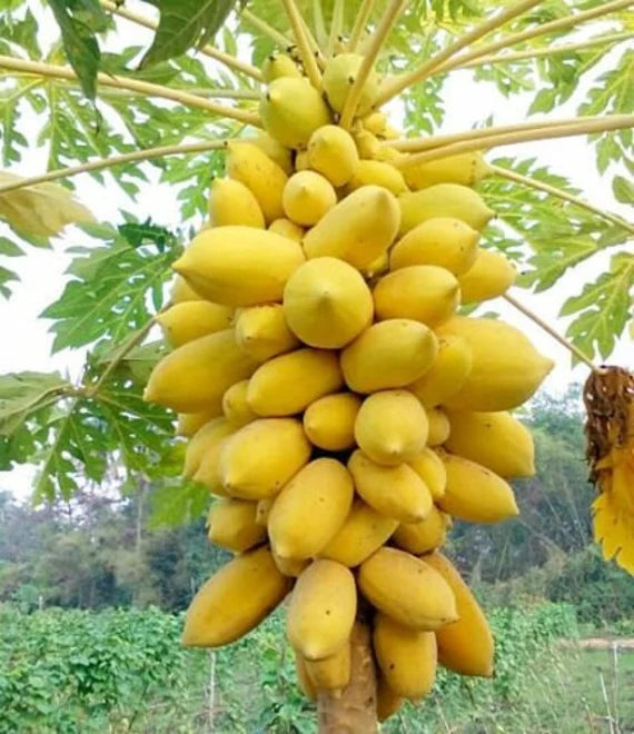 Golden Papaya / Yellow Papaya (Papita) Fruit Live Plant Seeds – Sweet High Yield Tropical Fruit Plant for Home Garden & Farm Growing