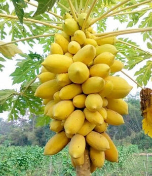 1. Golden Papaya/Yellow Papaya Papita Fruit Live Plant Seeds
