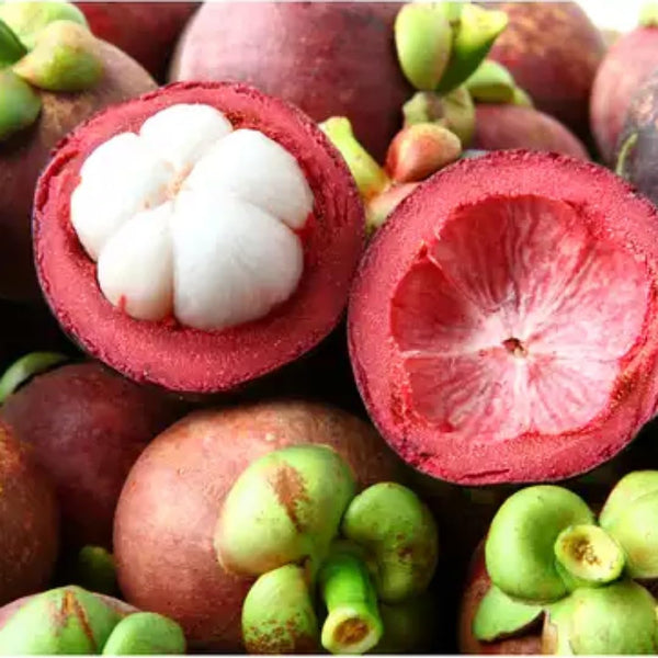 Mangosteen Fruit Tree Seeds – Exotic Tropical Fruit Plant Seeds for Home Garden, Farm Cultivation & Sweet Purple Mangosteen Growing