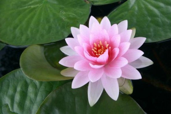 Water Lily Flower Seeds (Pack Of 2 Seeds).Water Lily Flower Seeds (Pack of 2) – Elegant Aquatic Blooms for Ponds & Water Gardens