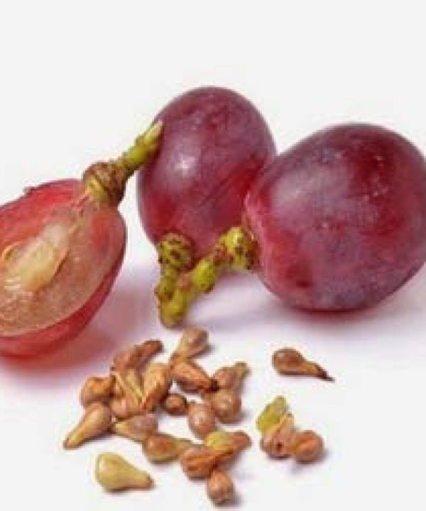 Grape Seeds Our Seeds are rich in antioxidants ( 100 pcs ). Grape Seeds (100 pcs) – Antioxidant-Rich Fruit Plant Seeds for Home Gardening & Vineyard Growing