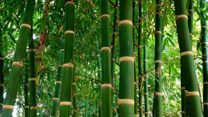 1. IMPORTED SEEDS GIANT DRAGON ON BAMBOO SEEDS