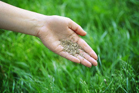 Grass Seeds Hybrid Best For Your Beautiful Home Gardening ( Pack of 2 )