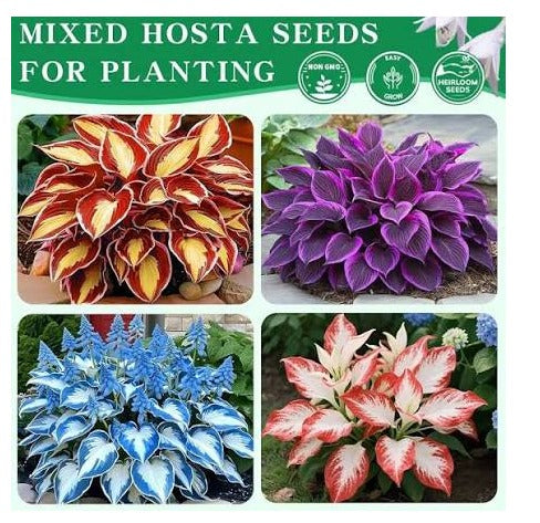 Mixed Hosta Seeds for Planting Outdoors ( PACK oF 2 )