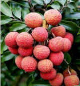 Litchi Fruit (20 Seeds)Litchi Fruit Seeds (20 Seeds) – Sweet Tropical Fruit Plant for Home Garden & Orchard