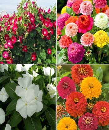 Mixed flower seeds (multicolour)