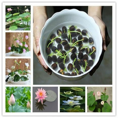 Water Lily Flower Seeds (Pack Of 1)Water Lily Flower Seeds (Pack of 1) – Beautiful Aquatic Bloom for Ponds & Water Gardens