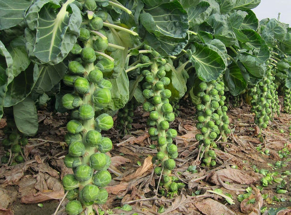 Brussels Sprout Organic Hybrid Seeds