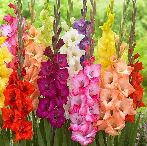 Gladiolus Flower Bulbs Mix Seed (PACK OF 2)