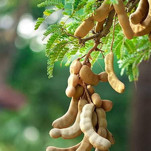 1. Tamarind plant, Sweet tamarind/sweet imli fruit plant seeds