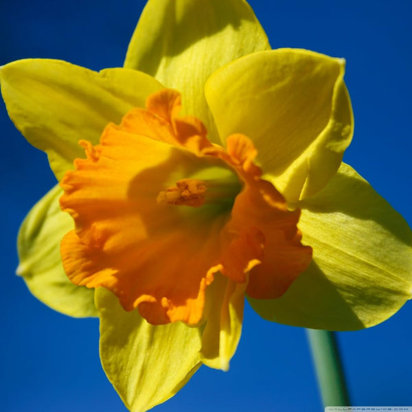 IMPORTED SEEDS Rare Double Daffodil Bulbs.Imported Rare Double Daffodil Bulbs – Premium Spring Bloom Flower Bulbs for Garden & Landscape