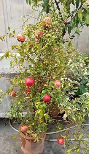 1. Pomegranate Fruit Seeds Enhances beauty of garden, landscapes etc.