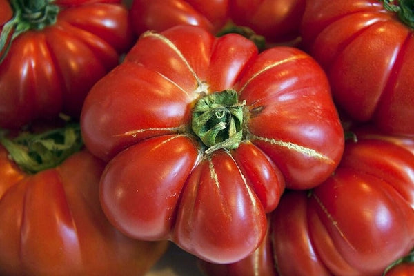 Golden Hills Farm Red Beefsteak Tomato Seeds – Large Juicy Hybrid Vegetable Seeds for Home Garden, Terrace & Farm Growing