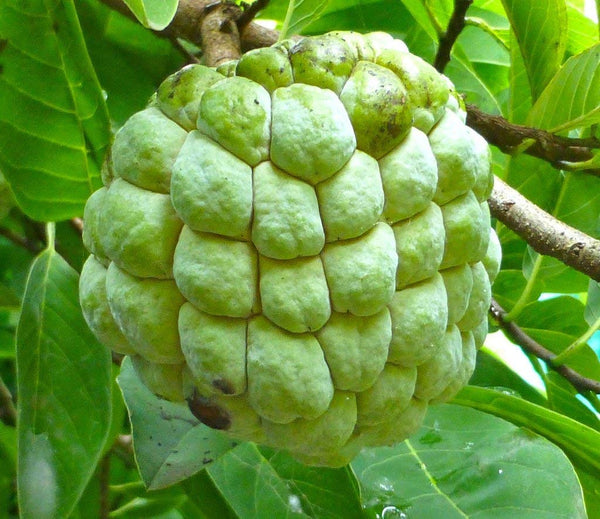 Custard Apple Super Green Seeds – High Yield Tropical Fruit Plant Seeds for Home Garden, Farm Cultivation & Sweet Organic Fruit Growing