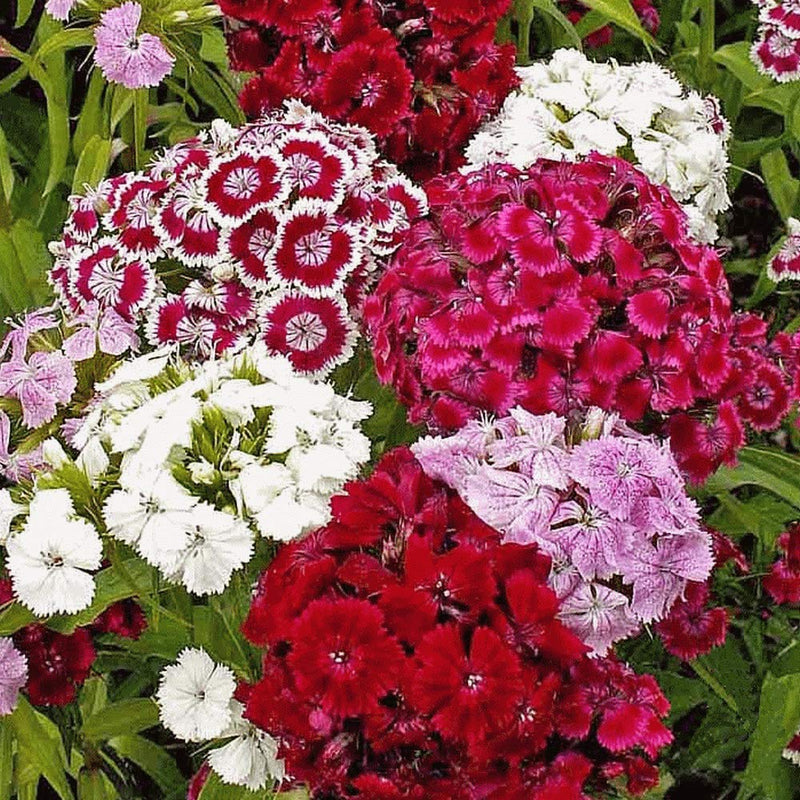 Planthub Dianthus – Sweet William (Dianthus barbatus) Mixed Flower Seeds for Home Garden, Balcony & Landscape Gardening