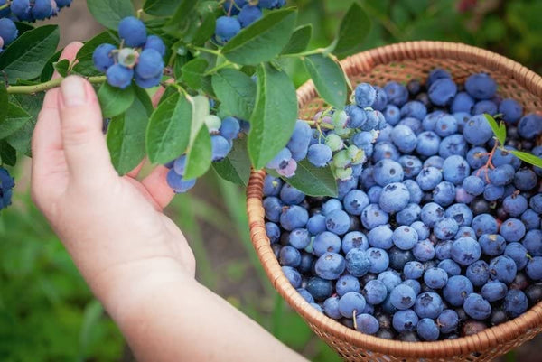 Rare Hybrid Bush Blueberry Fruit Live Plant Seeds – High Yield Sweet Berry Plant for Home Garden, Terrace & Pot Growing