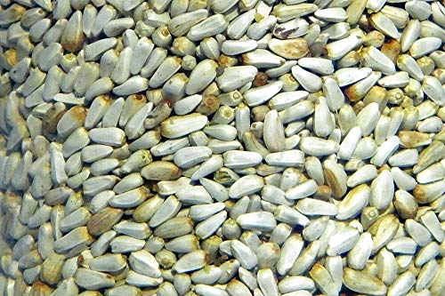 IMPORTED SEEDS MULTI-COLOR BUTTERFLY SEED