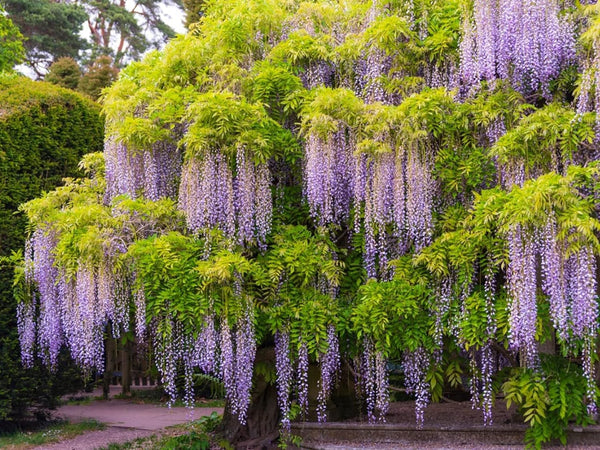 All Seasons Purple Wisteria Climbing Flowering Tree Seeds