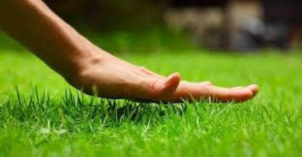 Grass Seeds for Lush Green Lawn and Best For Your Beautiful Home Gardening ( Pack of 2 )