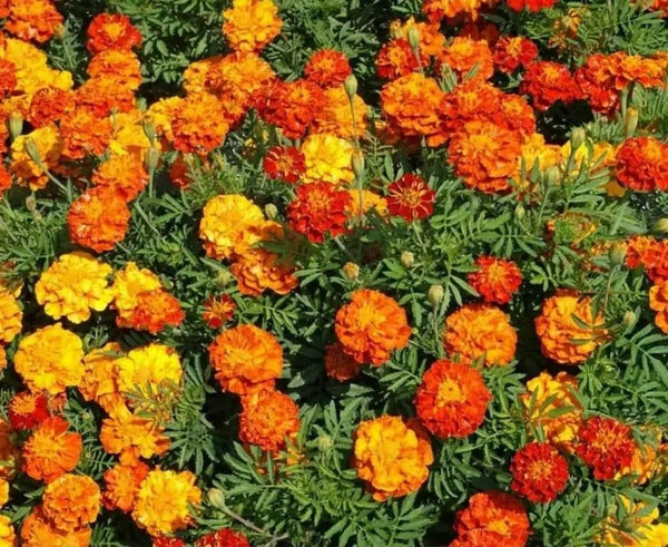 French Marigold Flower Seeds – Bright Orange & Yellow Blooming Annuals for Home Garden, Border Decoration & Pollinator-Friendly Flower Beds