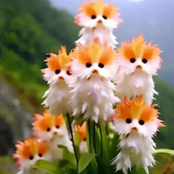 Cat Eye Dazzle Plant Seeds