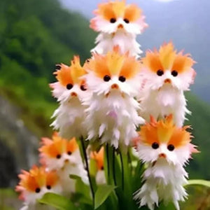 1. Cat Eye Dazzle Plant Seeds
