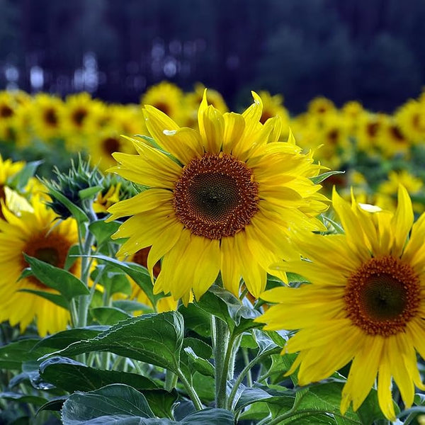 Sunflower Seeds for Planting and Gardening