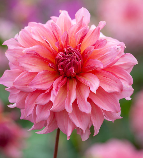 Attractive Aromatic Dahalia Flower Home Outdoor Gardening Flowering seeds