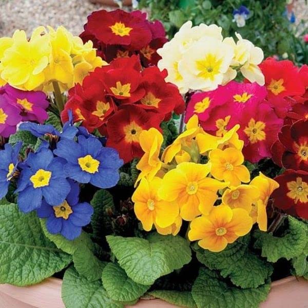 Winter Seasonal Plant Multicolour Flower Plant – Primrose Live Flowering Plant for Balcony, Terrace & Home Garden Decoration