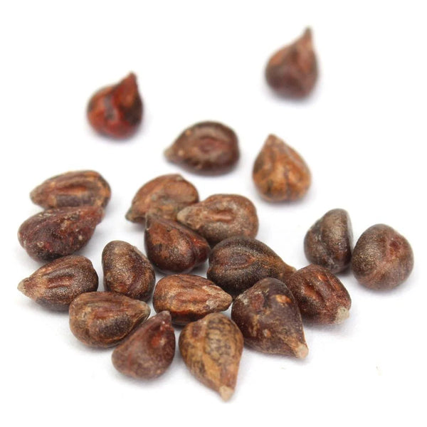 Buy Sweet Sapphire Grape Seeds – Dried Grape Seeds Pack of 20 for Balcony, Terrace & Backyard Gardening