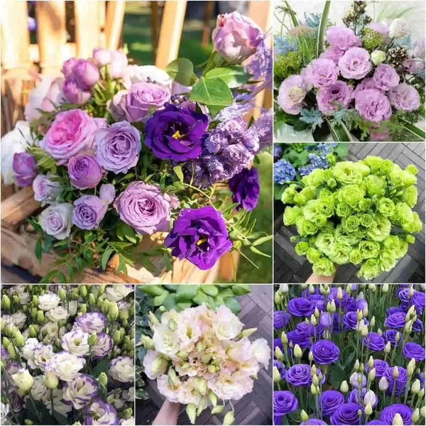 Indian Rare Lisianthus Live Flower Plant Seeds – Exotic Eustoma Grandiflorum Blooming Garden Plant for Home Balcony & Terrace Gardening