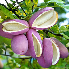 August Melon Seeds – Akebia quinata Plant (Chocolate Vine / Five-Leaf Akebia) Live Climbing Plant Seeds for Garden & Terrace