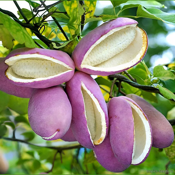 August Melon Seeds – Akebia quinata Plant (Chocolate Vine / Five-Leaf Akebia) Live Climbing Plant Seeds for Garden & Terrace