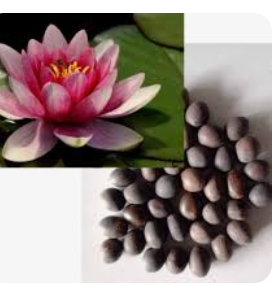 Lotus Seeds
