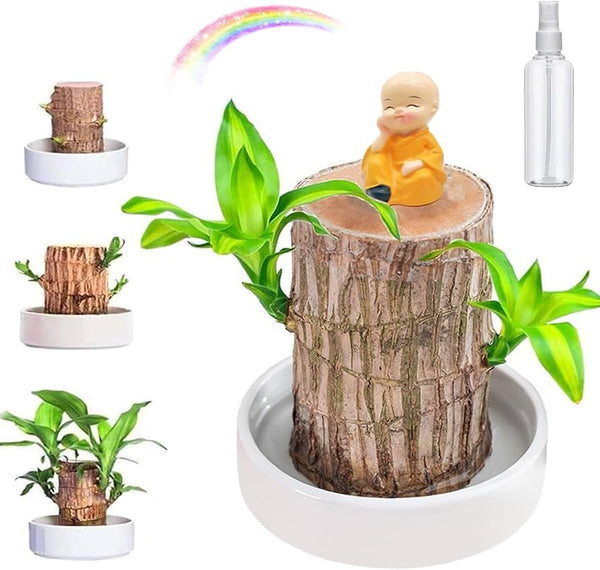 Brazilian Lucky Wood Plant ( Pack Of 1 )Brazilian Lucky Wood Plant (Pack of 1) – Indoor Fortune Plant for Home & Office Décor